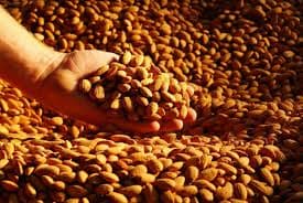 Almond Nuts_ Cashew nuts_ Peanuts